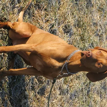 Vendégház Laggner Steindorf am Ossiacher See