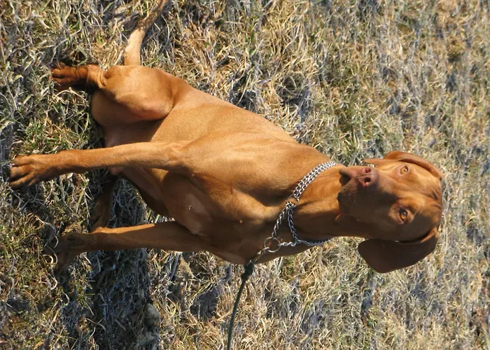 בית הארחה Laggner שטיינדורף אם אוסיאכר סי